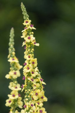 Çiçek açmış bir verbascum chaixii çiçeğine yaklaş