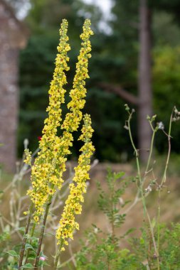 Çiçek açmış bir verbascum chaixii çiçeğine yaklaş