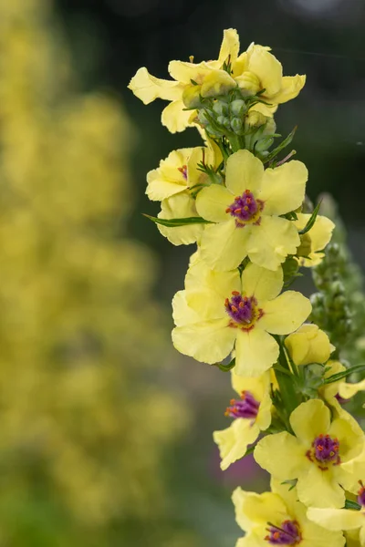 Zbliżenie Verbascum Chaixii Kwiat Rozkwicie — Zdjęcie stockowe