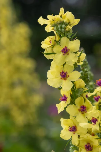 Zbliżenie Verbascum Chaixii Kwiat Rozkwicie — Zdjęcie stockowe