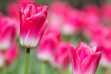 Çiçek açan pembe bahçe lalelerine (tulipa (gesneriana) yakın plan