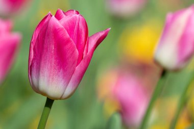 Çiçek açmış pembe bahçe lalesinin (tulipa (gesneriana) yakın plan