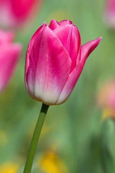 Close Uma Tulipa Jardim Rosa Tulipa Gesneriana Flor — Fotografia de Stock