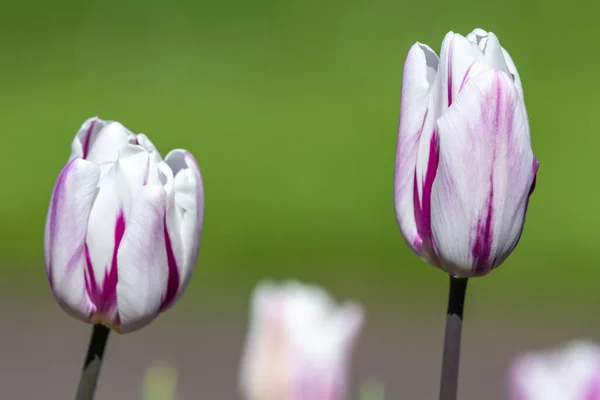 Primer Plano Tulipanes Jardín Morados Blancos Tulipa Gesneriana Flor —  Fotos de Stock