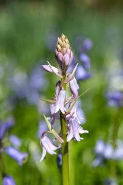 Çiçek açan pembe bir İspanyol çan çiçeğinin (Hyacinthoides hispanica) kapağını kapat