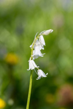 Çiçek açmış beyaz bir İspanyol çan çiçeğinin (Hyacinthoides hispanica) kapağını kapat