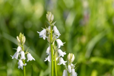 Çiçekler açan beyaz İspanyol çan çiçeklerine (Hyacinthoides hispanica) yakın çekim