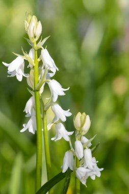 Çiçekler açan beyaz İspanyol çan çiçeklerine (Hyacinthoides hispanica) yakın çekim