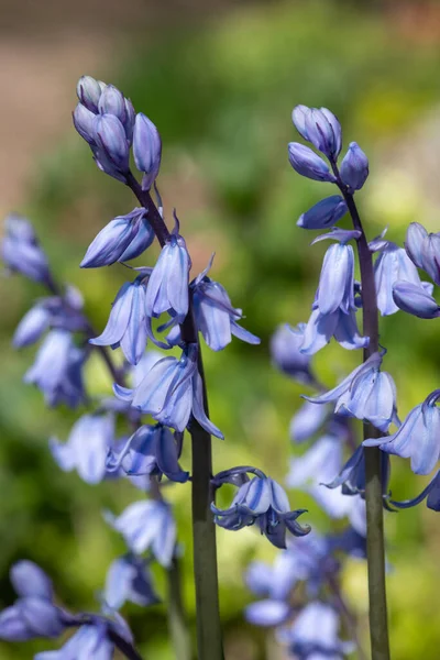 Close Flores Sino Azul Espanhol Hyacinthoides Hispanica Flor — Fotografia de Stock