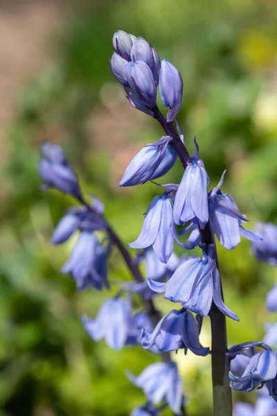 西班牙蓝铃花 Hyacinthoides Hispanica 盛开的特写 — 图库照片