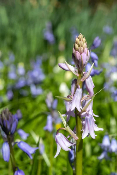 西班牙蓝铃花 Hyacinthoides Hispanica 花朵盛开的特写 — 图库照片