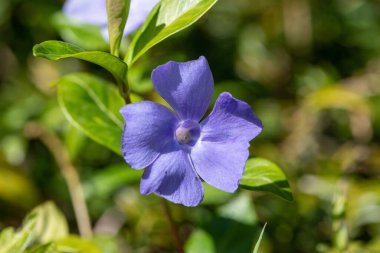 Daha büyük bir menekşe (vinca major) çiçeğinin çiçek açışını kapat