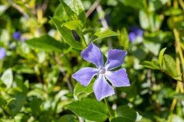 Daha büyük bir menekşe (vinca major) çiçeğinin çiçek açışını kapat