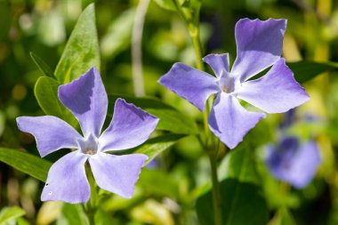 Daha büyük menekşe (vinca major) çiçeklerinin çiçek açması
