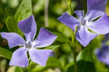 Daha büyük menekşe (vinca major) çiçeklerinin çiçek açması