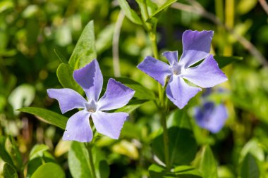 Daha büyük menekşe (vinca major) çiçeklerinin çiçek açması