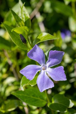 Daha büyük bir menekşe (vinca major) çiçeğinin çiçek açışını kapat