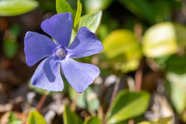 Daha büyük bir menekşe (vinca major) çiçeğinin çiçek açışını kapat
