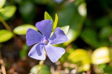 Daha büyük bir menekşe (vinca major) çiçeğinin çiçek açışını kapat