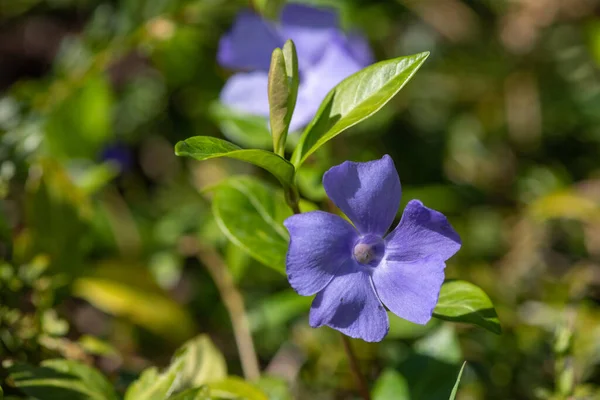 Gros Plan Une Fleur Pervenche Vinca Major Fleur — Photo