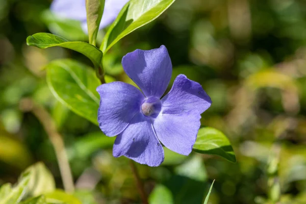 Nahaufnahme Einer Blühenden Blume Mit Großem Perlmutt Vinca Major — Stockfoto