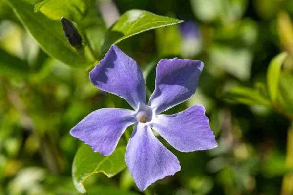 Nahaufnahme Einer Blühenden Blume Mit Großem Perlmutt Vinca Major — Stockfoto