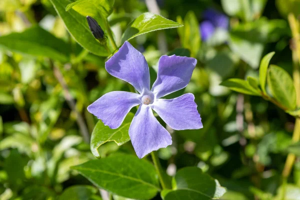 Närbild Större Periwinkle Vinca Major Blomma Blom — Stockfoto