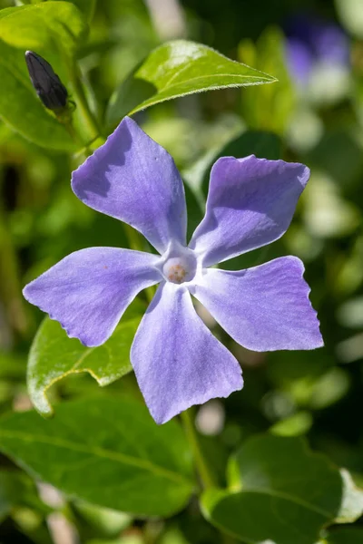 Daha büyük bir menekşe (vinca major) çiçeğinin çiçek açışını kapat