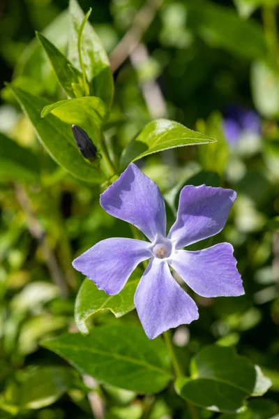 Närbild Större Periwinkle Vinca Major Blomma Blom — Stockfoto