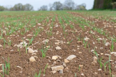 Bir tarlada yetişen bahar arpası (hordeum vulgare)