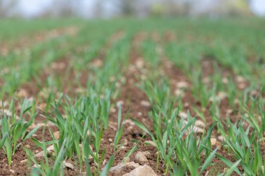 Bir tarlada yetişen bahar arpası (hordeum vulgare)
