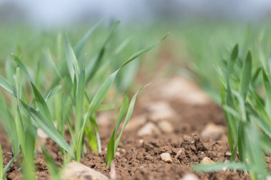 Bir tarlada yetişen bahar arpası (hordeum vulgare)