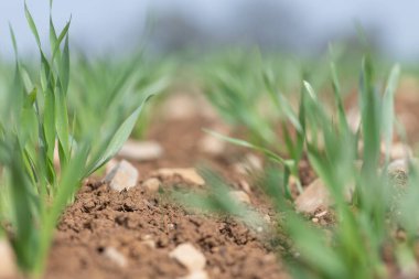 Bir tarlada yetişen bahar arpası (hordeum vulgare)