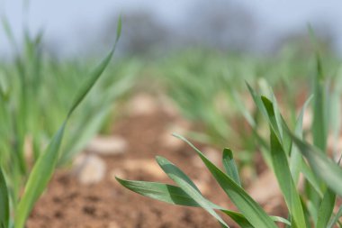 Bir tarlada yetişen bahar arpası (hordeum vulgare)