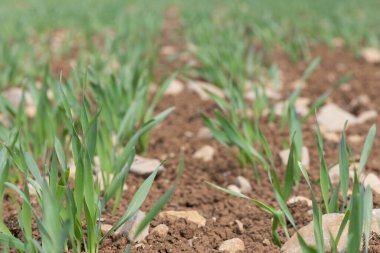 Bir tarlada yetişen bahar arpası (hordeum vulgare)