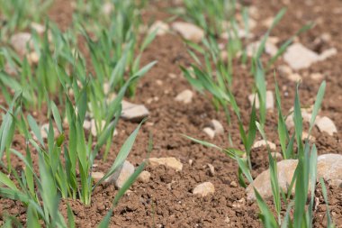 Bir tarlada yetişen bahar arpası (hordeum vulgare)
