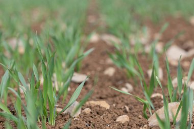 Bir tarlada yetişen bahar arpası (hordeum vulgare)