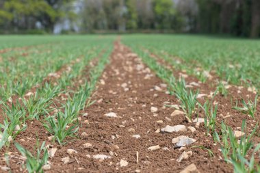 Bir tarlada yetişen bahar arpası (hordeum vulgare)