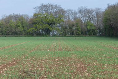 Bir tarlada yetişen bahar arpası (hordeum vulgare)
