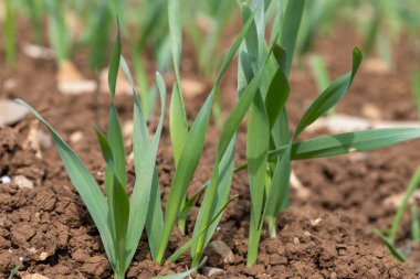 Bir tarlada yetişen bahar arpası (hordeum vulgare)