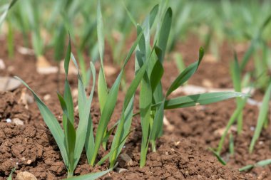 Bir tarlada yetişen bahar arpası (hordeum vulgare)