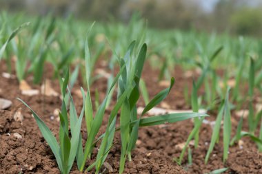Bir tarlada yetişen bahar arpası (hordeum vulgare)