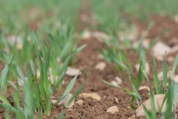 Bir tarlada yetişen bahar arpası (hordeum vulgare)