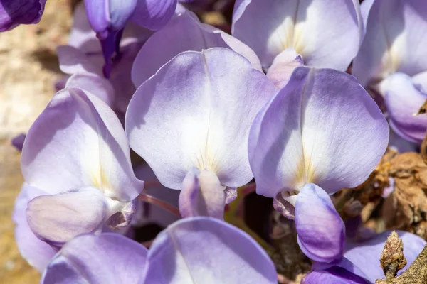 Çin salkımcığına (salkımgiller sinensis) çiçek açar.
