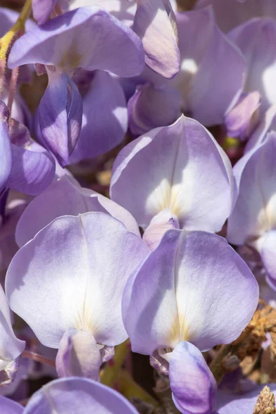Çin salkımcığına (salkımgiller sinensis) çiçek açar.