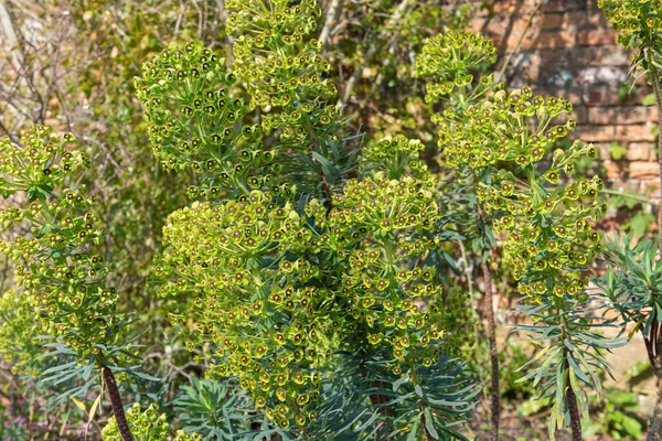 Blisko Morza Śródziemnego Spurge Euphorbia Characias Kwiaty Rozkwicie — Zdjęcie stockowe