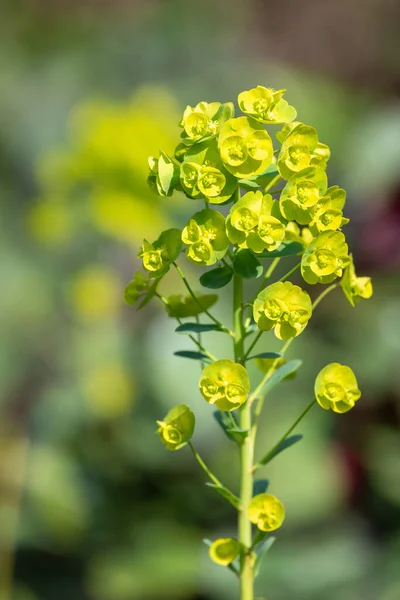 Primo Piano Fiori Euforbia Fiore — Foto Stock