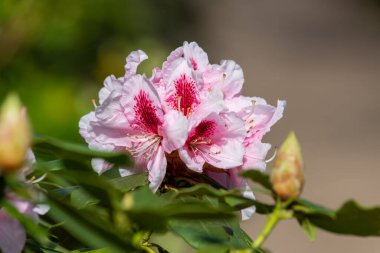 Close up of pink Rhododendron flowers in bloom