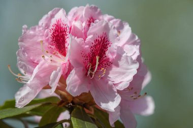 Close up of pink Rhododendron flowers in bloom