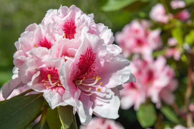 Close up of pink Rhododendron flowers in bloom